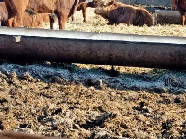 Toro, Ganado vacuno