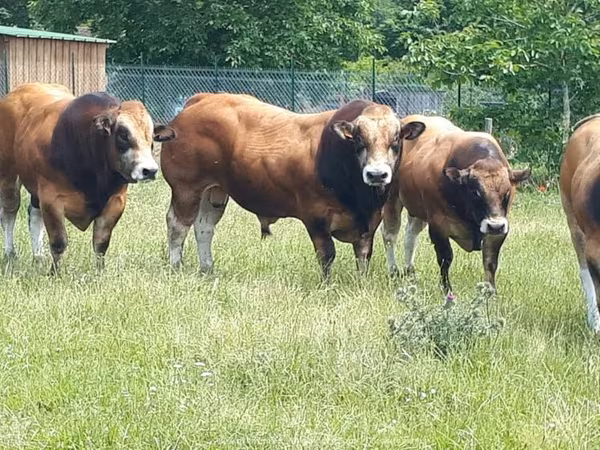 Bulle, Partenaise cattle