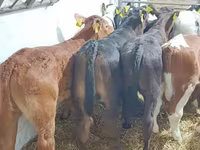 公牛, Cattle — 照片 7