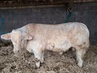 Bull, Charolais cattle — photo 3