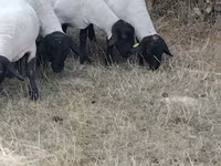 Koyun, Baerchuke sheep — foto 2