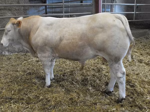 Boğa, Blonde d’Aquitane cattle