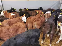 公牛, Cattle — 照片 6