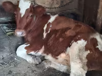 İnek, Sığır — foto 2