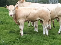 Bulle, Blonde d’Aquitane cattle — Foto 5
