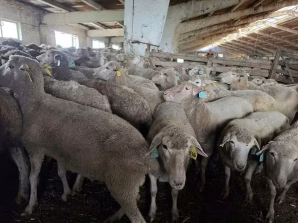 भेड़, Kuibyshev sheep