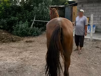 Kısrak, Canadian horse breed — foto 3