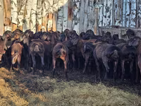 Ram, Hissar sheep — photo 5