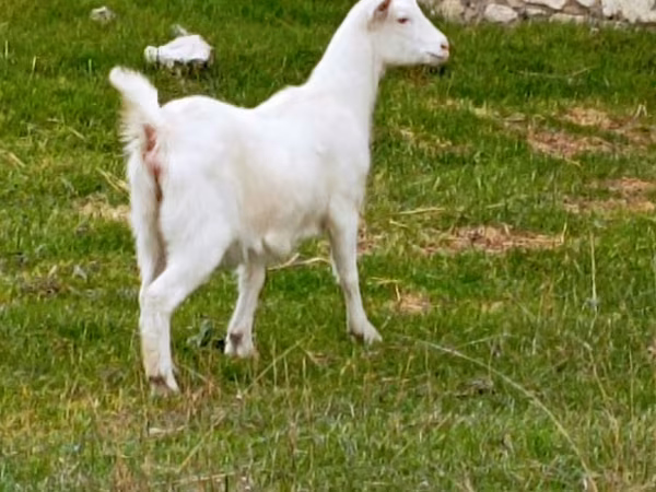 Коза, Козлы