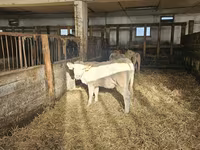 بقرة, Charolais cattle — الصورة 3