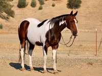 حصان, National Show Horse — الصورة 6