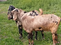 Oğlak, Nubian Goat — foto 3