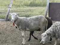 Koyun, Kuibyshev sheep — foto 6
