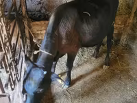 Boğa, Sığır — foto 2
