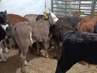 公牛, Cattle — 照片 3