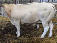 Boğa, Blonde d’Aquitane cattle — foto 3