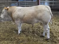 Boğa, Blonde d’Aquitane cattle — foto 1