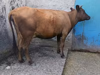 İnek, Sığır — foto 1