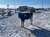 Vaca, Russian Black pied cattle — foto 3
