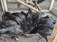 Chickens — फ़ोटो 6