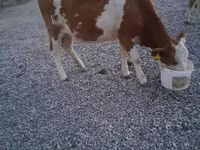 सांड, Swiss cattle — फ़ोटो 6