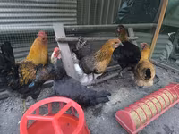 Chickens — फ़ोटो 1