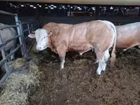 Boğa, Blonde d’Aquitane cattle — foto 4