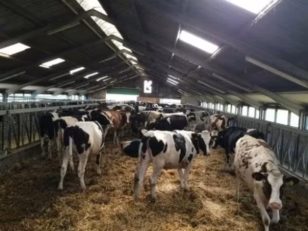 بقرة, Russian Black pied cattle