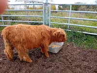 Cow, Highland — photo 1