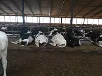 Vaca, Raza Holstein — foto 4