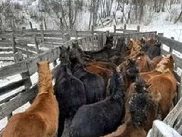 Horse (M), Horses