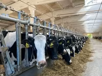 Cow, Holstein breed — photo 3