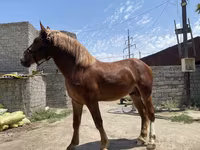 Horse (M), Soviet Heavy draft — photo 5