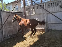 حصان, Arabian horse — الصورة 3