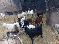 Ziegenbock, Pomellata goat — Foto 2