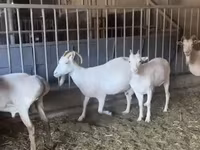 عنزة, Pomellata goat — الصورة 4