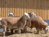 Widder, Baerchuke sheep — Foto 6