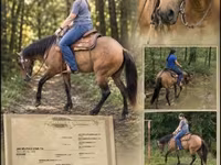 Yegua, Quarter Horse — foto 1