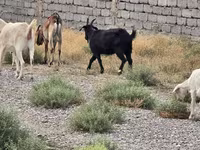 बकरा, बकरियाँ — फ़ोटो 2