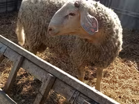 Widder, Assaf sheep — Foto 3