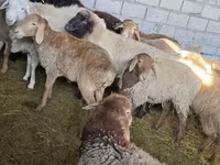 भेड़, Tian-Shan semifinewool sheep — फ़ोटो 3