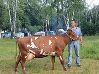 Cow, Red-spotted breed — photo 3
