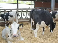 Cow, Red-spotted breed — photo 2