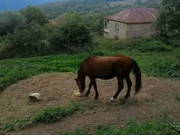 Horse (M), Horses
