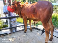 सांड, मवेशी — फ़ोटो 1