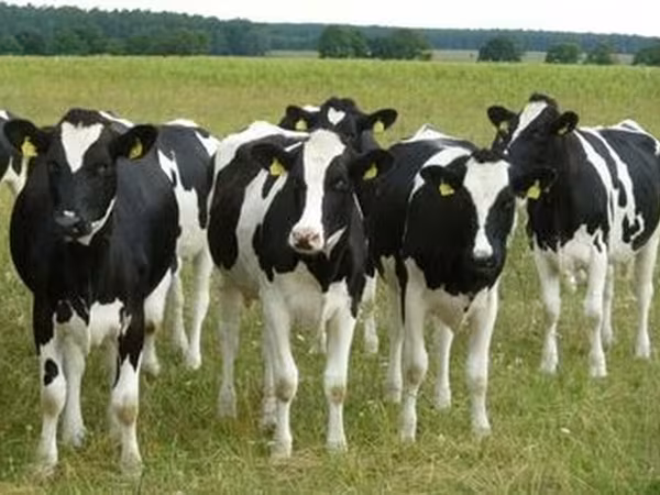 Hereford