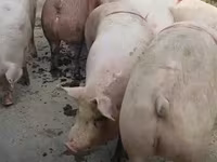 Eber, Schweine — Foto 6