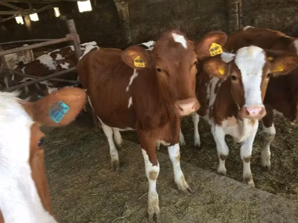 Cow, Simmental cattle