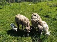 公羊, Katum sheep — 照片 3