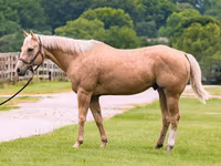 घोड़ा, Quarter Horse — फ़ोटो 2